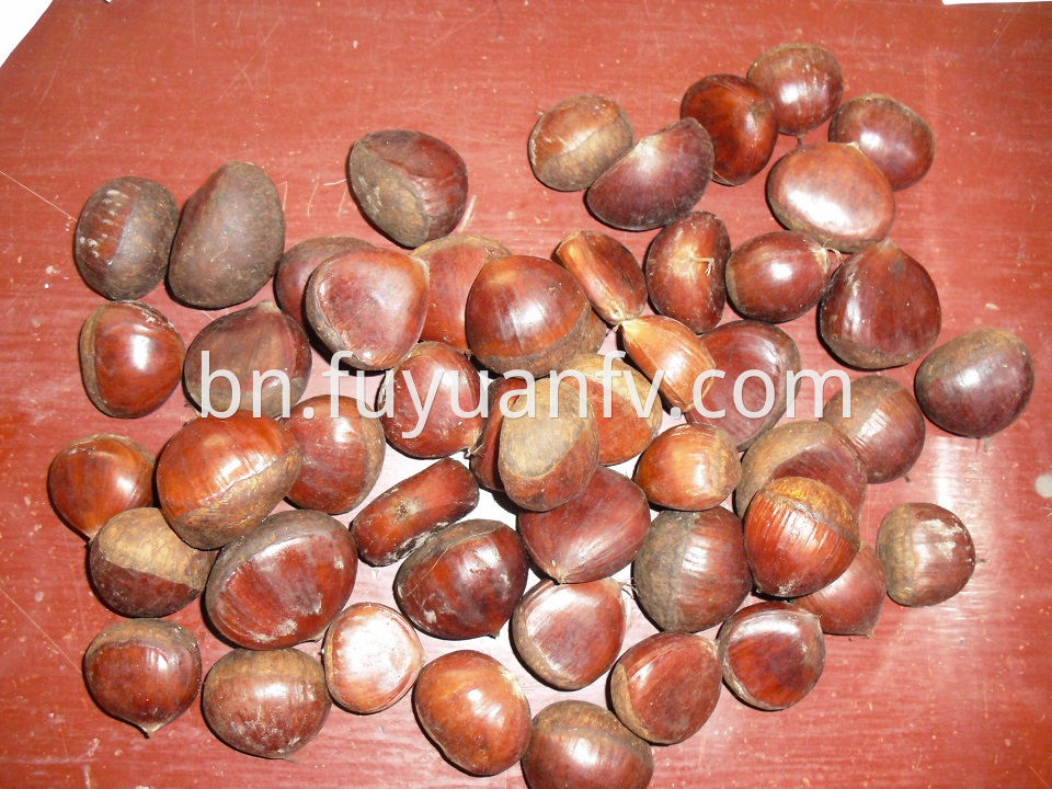 bright chestnut for export 